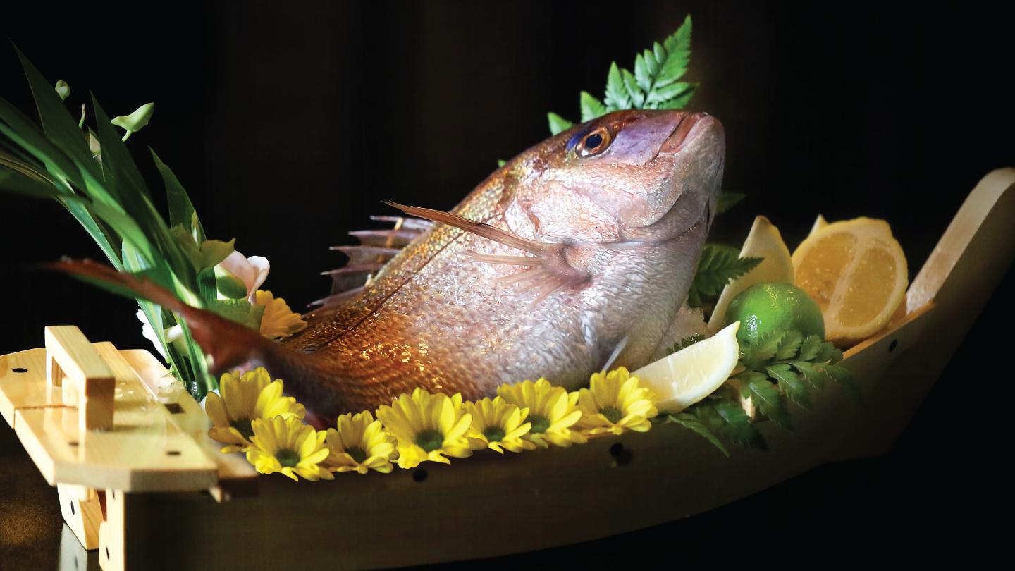 Yoshino - Pagrus Major Fish, International Women's Day