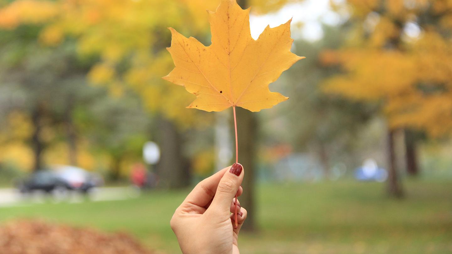 Fall, Autumn, Maple