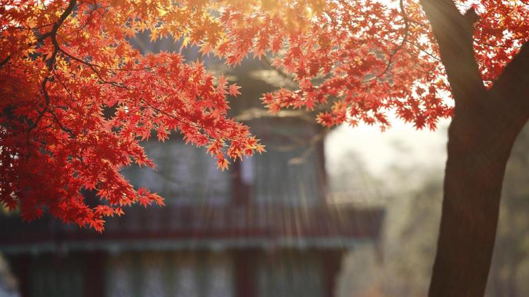 Maple Leaves in Oriental garden, Gyeongbokgung palace, Seoul, Korea