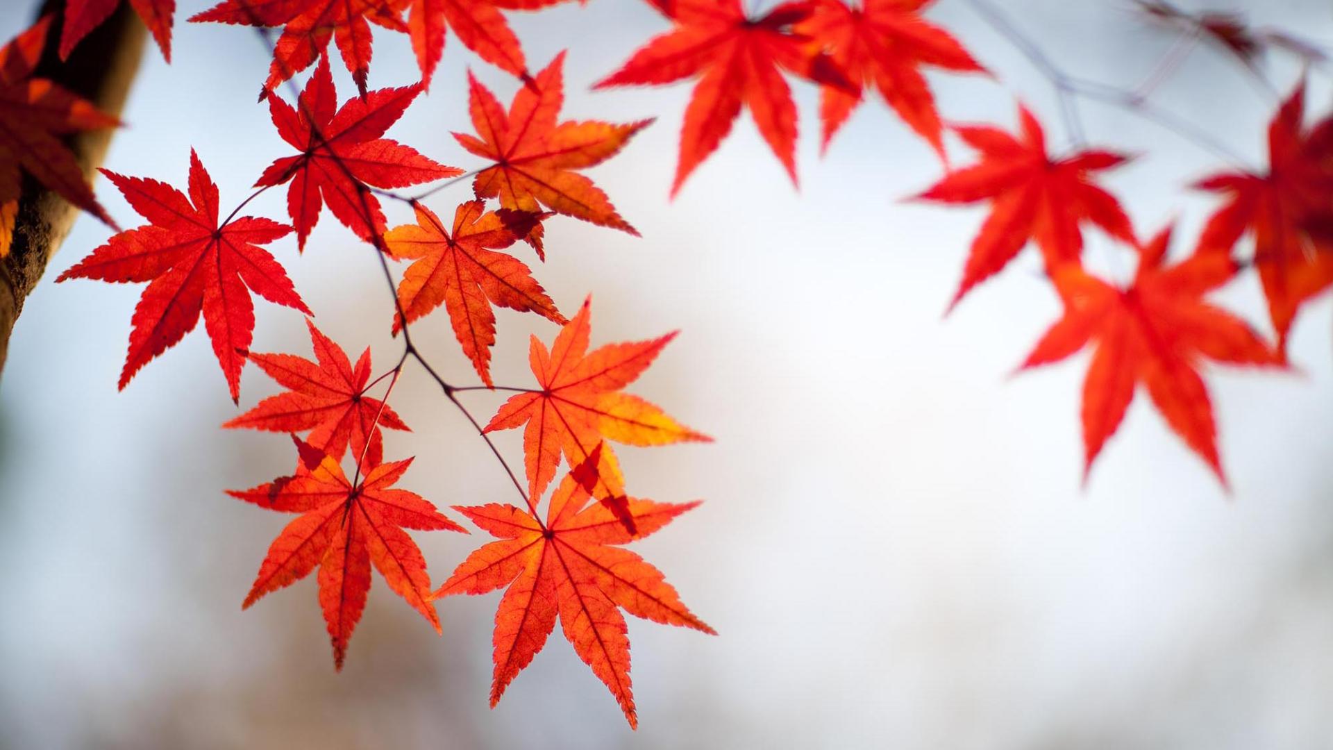 Maple Leaves in forest
