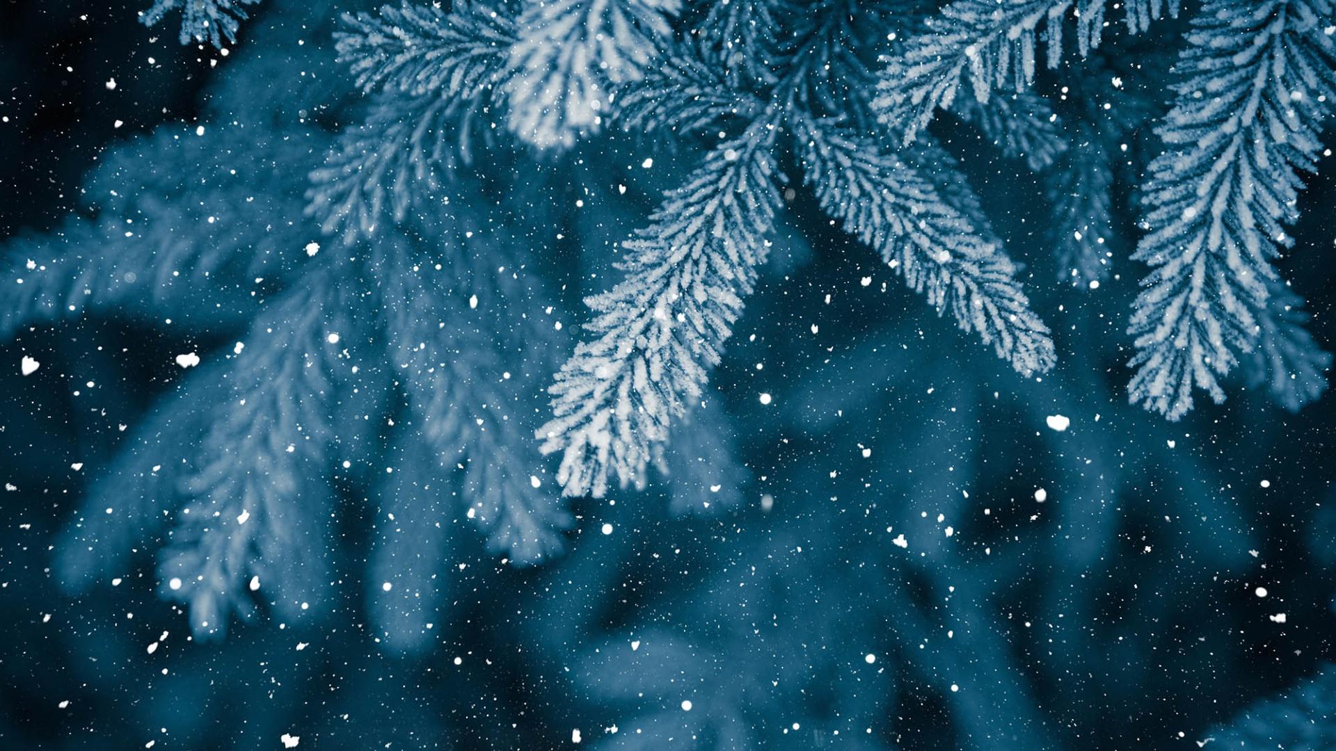 Frosted pine branches