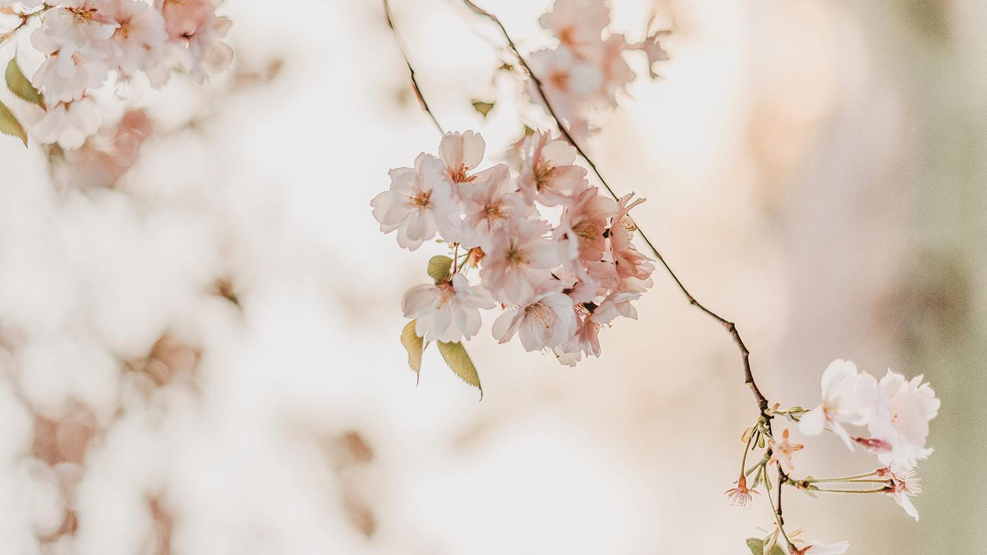 Cherry blossoms, Spring