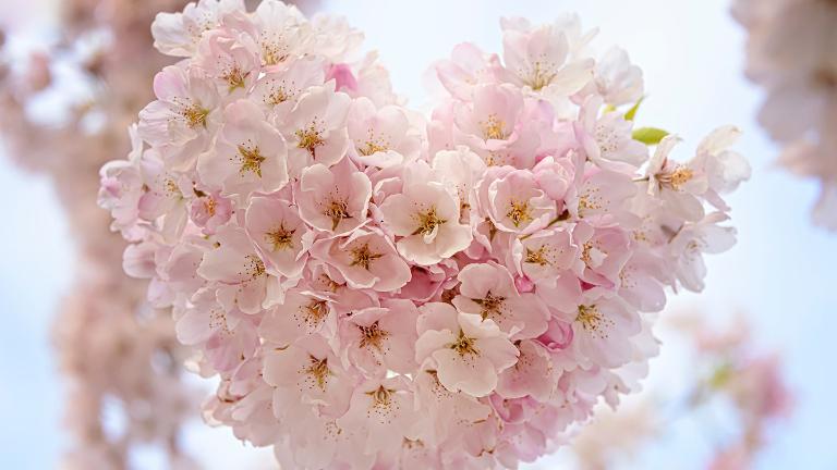 Spring, cherry blossom